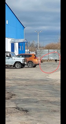 Собаки у рынка 1.jpeg Собаки у рынка 1.jpeg