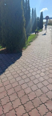 Собаки у рынка 3.jpg Собаки у рынка 3.jpg