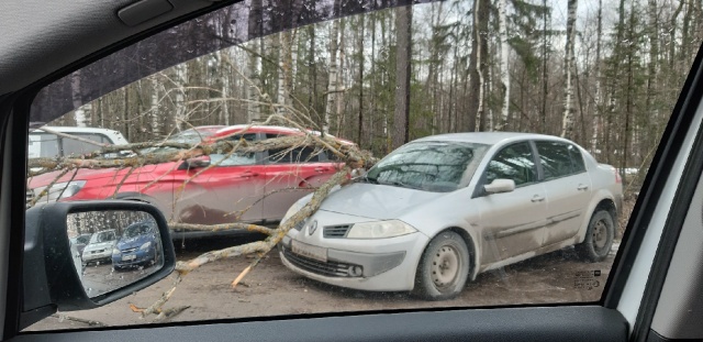 Дерево.jpg