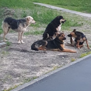 Собаки-3.jpg Собаки-3.jpg